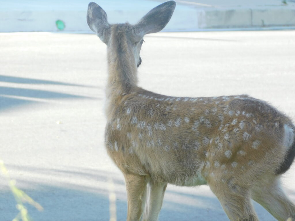 a young deer with fluffy white spots