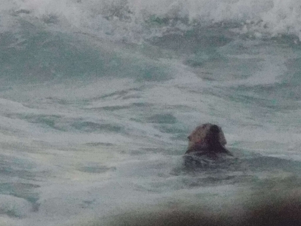 the sweet face of a sea otter swimming amidst the ocean waves
