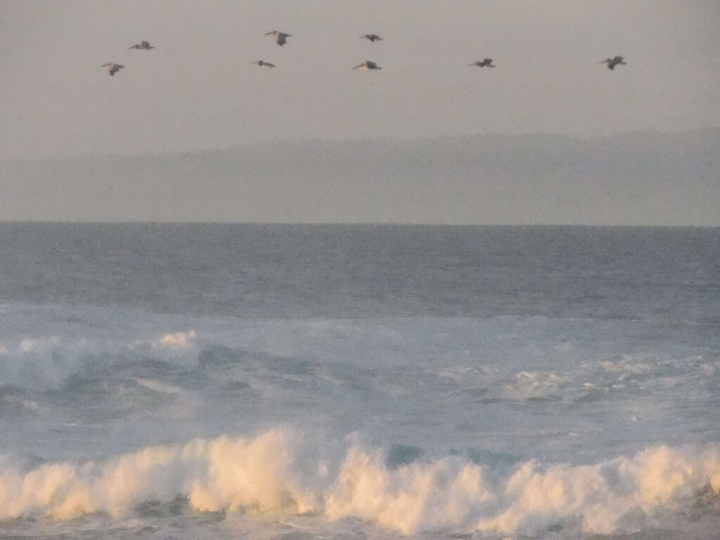 eight pelicans fly in formation above crashing waves on a sunny day
