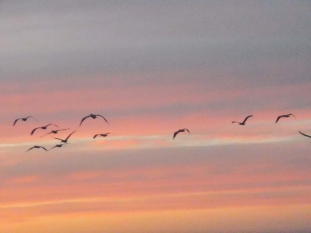 nine pelicans rejoice together floating through a glorious sunset sky of horizontal layers of purple, coral, orange and gold