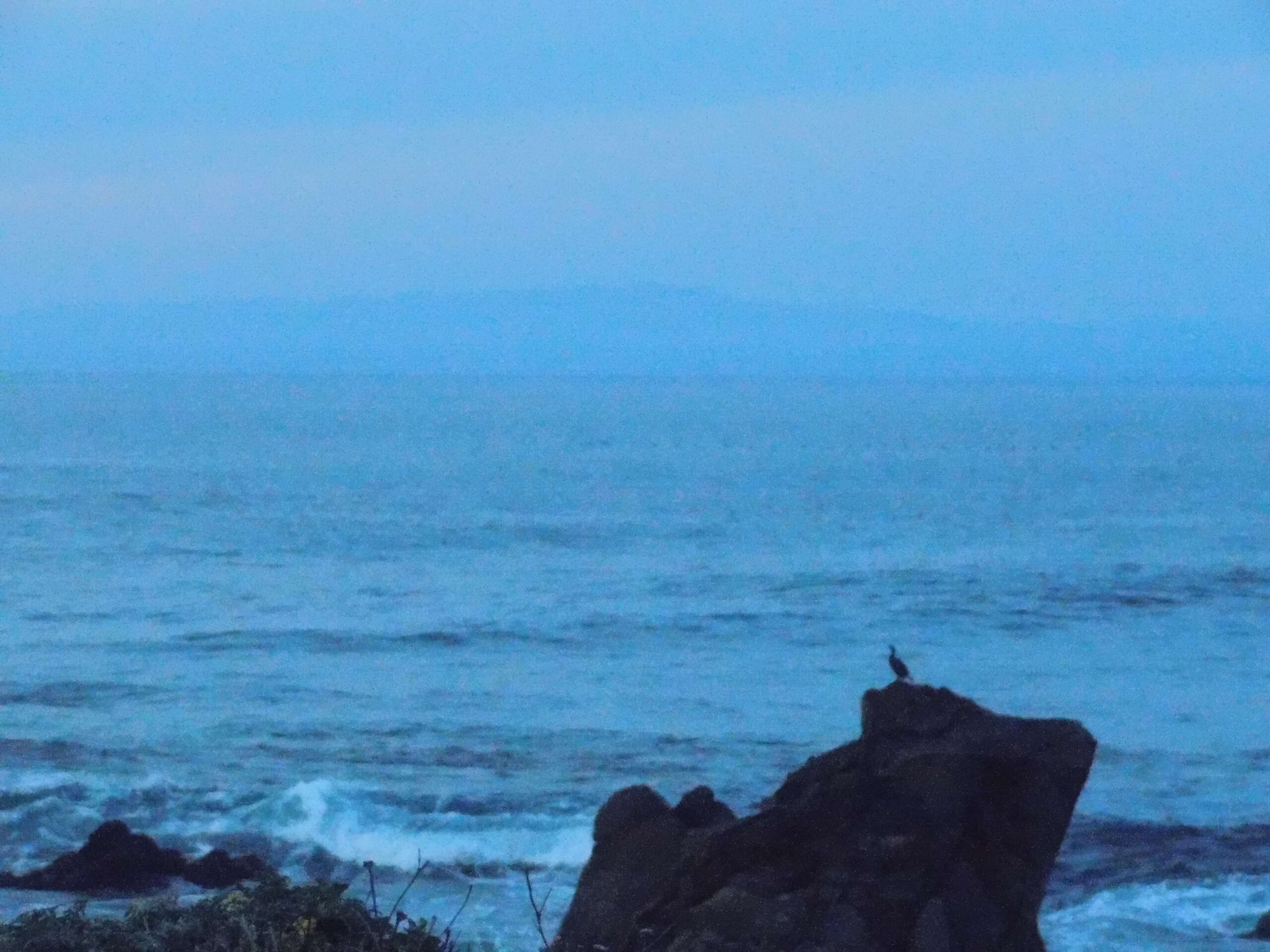 a lone cormorant gazes out upon a vast blue universe of water and sky