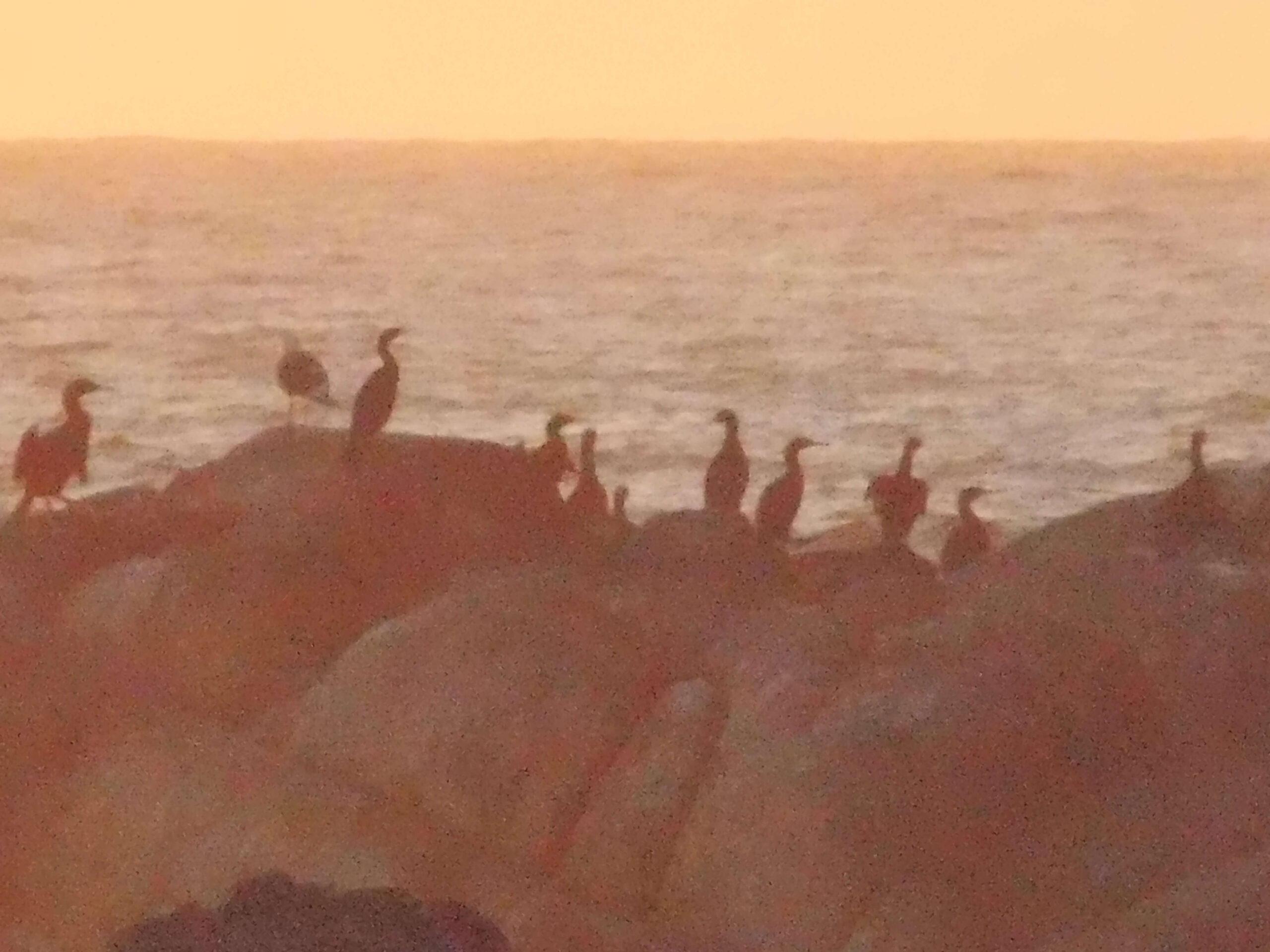 a group of feathery beings enjoy the sunset together