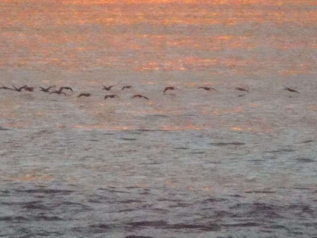 a group of cormorants fly low across the ocean water shimmering in orange and gold light